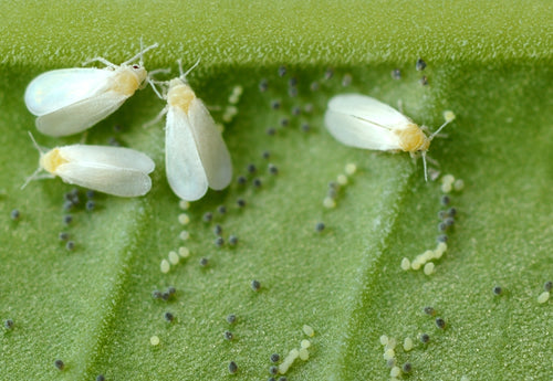 Whitefly Control Encarsia – whitefly adults and eggs on the underside of a leaf