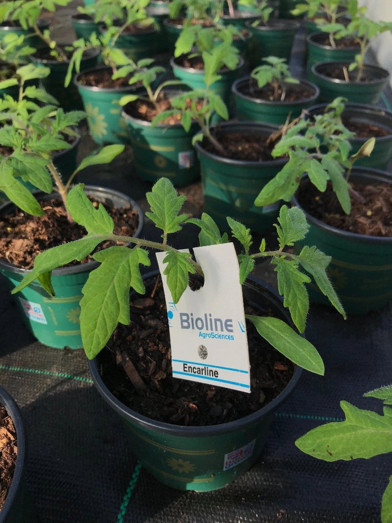 Whitefly Control – Encarsia formosa card hanging on a young tomato plant
