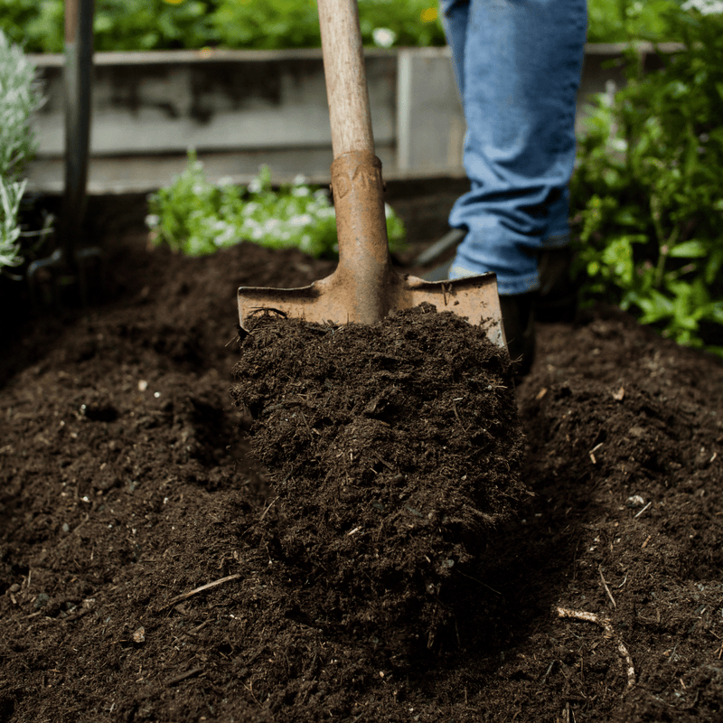 Wearing jeans, a gardener uses a shovel to lift Dandy's Topsoil & Landscape Supplies' Compost Wintermix Garden Mulch in a garden with plants and raised beds visible in the background.