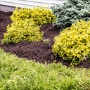 A landscaped garden bed with yellow-green shrubs and a small evergreen tree, surrounded by Dandy's Topsoil & Landscape Supplies Compost Wintermix Garden Mulch and bordered by green grass.