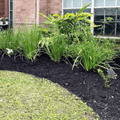 A garden bed enriched with Soil Improver Conditioner and dark mulch displays lush green plants in front of a brick house with white-trimmed windows, bordered by a patch of mowed grass in the foreground.