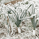 Rows of green leeks grow in a frosty field enriched with Dandy's Topsoil & Landscape Supplies' Compost Wintermix Garden Mulch, the ground and plants dusted with white frost for a wintry scene.