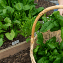 A gardener picks fresh spinach leaves and fills a wicker basket beside a raised bed of leafy greens and beets, all thriving thanks to Dandy’s Topsoil & Landscape Supplies Compost Wintermix Garden Mulch.