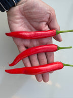 Three XL Cheyenne Mutant Chilli pods laid across an open palm