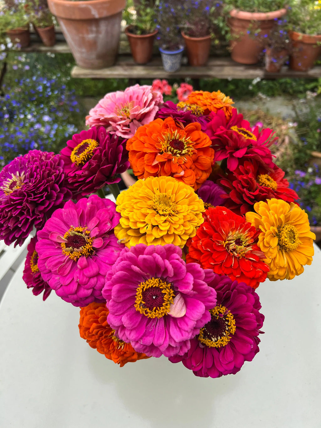 Bouquet of Zinnia Giants of California in pink, orange, yellow and red on a white outdoor table