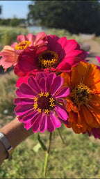Hand holding a bunch of pink, orange and magenta Zinnia Giants of California