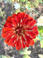 Orange-red Zinnia Giants of California bloom from above with layered petals and yellow centre