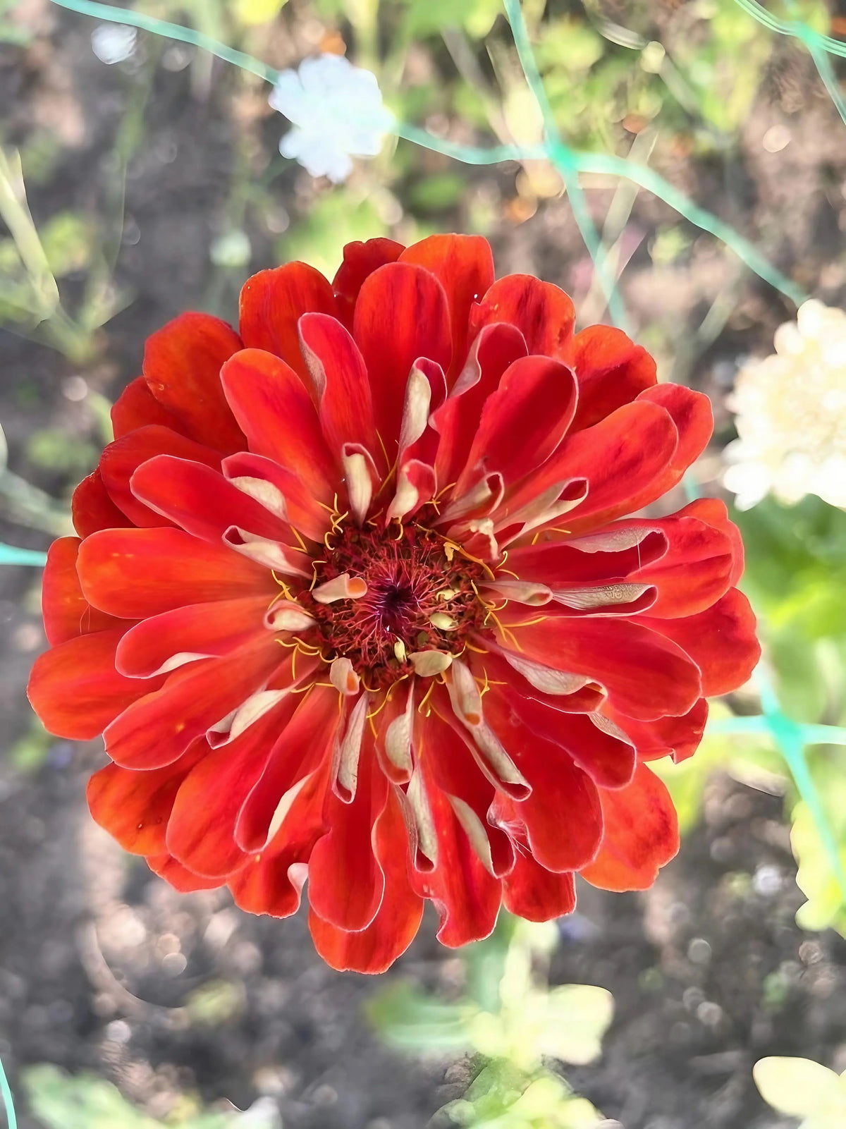 Orange-red Zinnia Giants of California bloom from above with layered petals and yellow centre