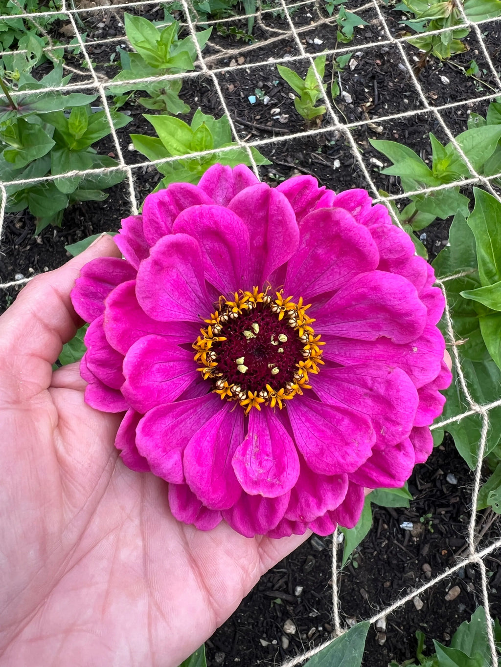 Hand holding a large pink Zinnia Giants of California bloom with dark red centre
