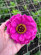 Hand holding a large pink Zinnia Giants of California bloom with dark red centre