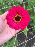 Bright pink Zinnia Giants of California flower held in a hand against foliage