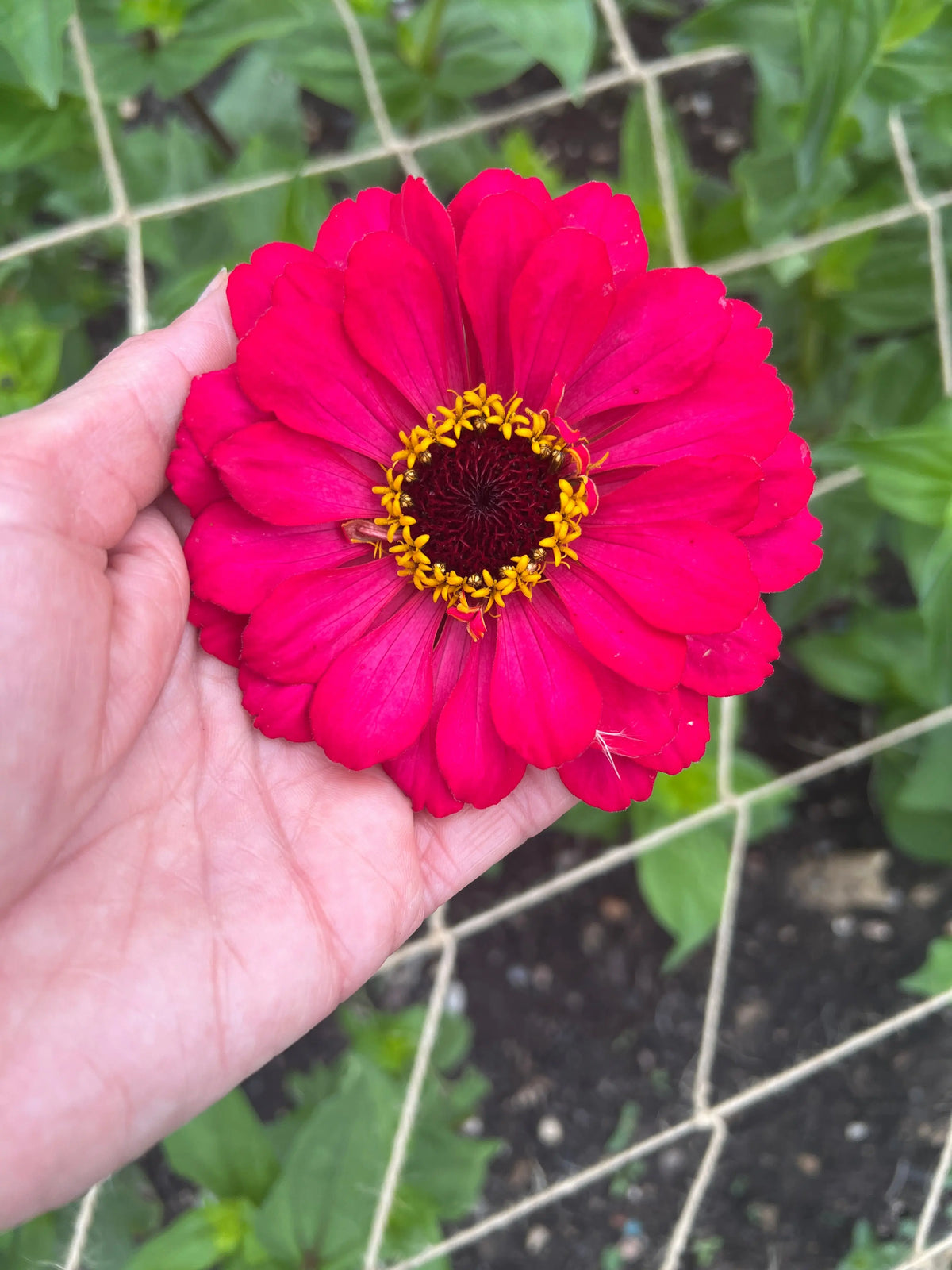 Bright pink Zinnia Giants of California flower held in a hand against foliage