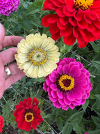 Hand holding a Zinnia Green Envy flower among red and pink zinnias