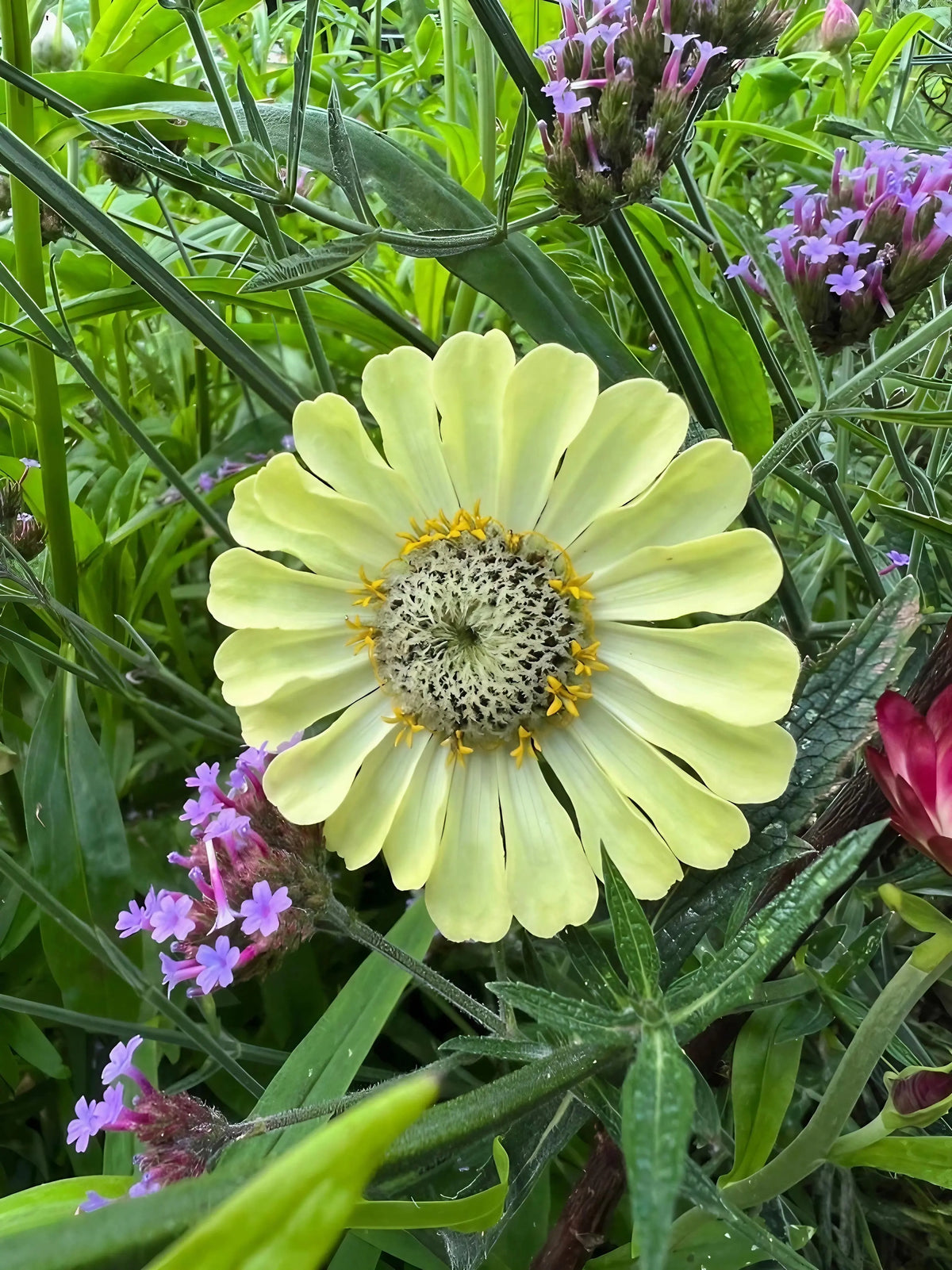 Zinnia Green Envy chartreuse-lime blooms with small purple flowers and green leaves