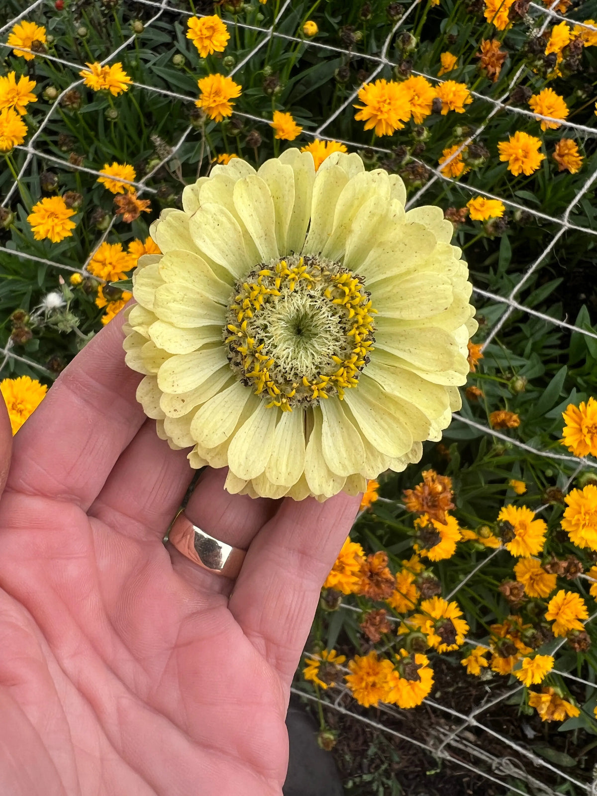 Hand holding a pale yellow-green Zinnia Green Envy bloom beside orange flowers