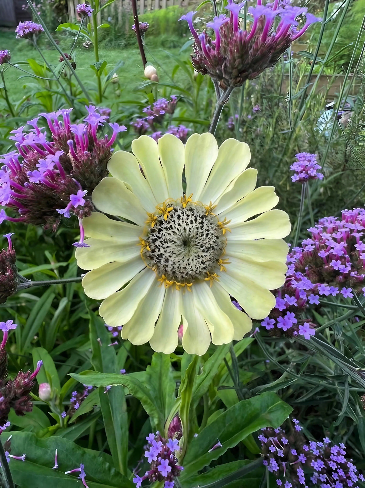 Pale lime Zinnia Green Envy bloom encircled by small purple flowers and foliage