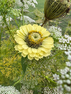 Pale lime Zinnia Green Envy flower with Queen Anne's lace among green foliage