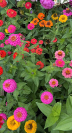 Dense bed of compact pink, red, orange and yellow Zinnia Lilliput Mix