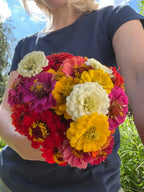 Person holding a bouquet of Zinnia Lilliput Mix in red, yellow, white, pink and orange