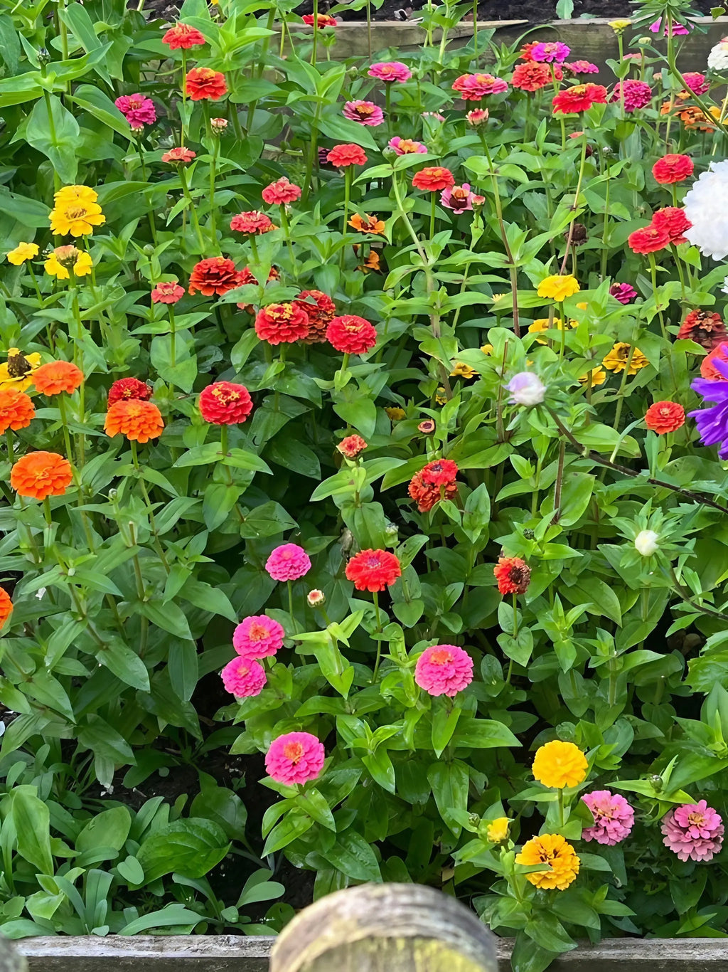 Bed of Zinnia Lilliput Mix in red, orange, pink, yellow and purple among foliage