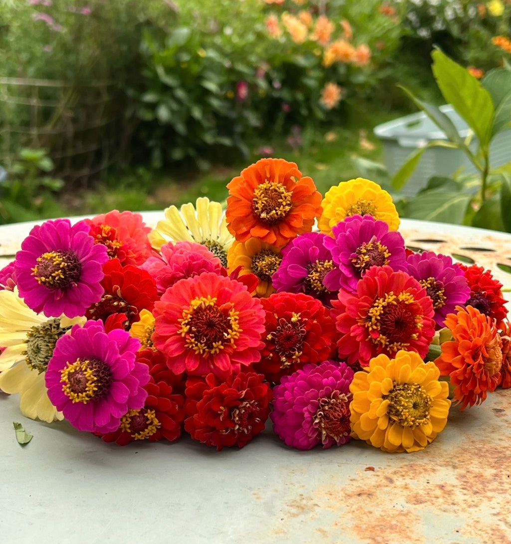 Zinnia Lilliput Mix bunch in pink, red, orange and cream on a rusty outdoor table