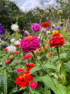 Compact Zinnia Lilliput Mix flowers in pink, red, orange and purple