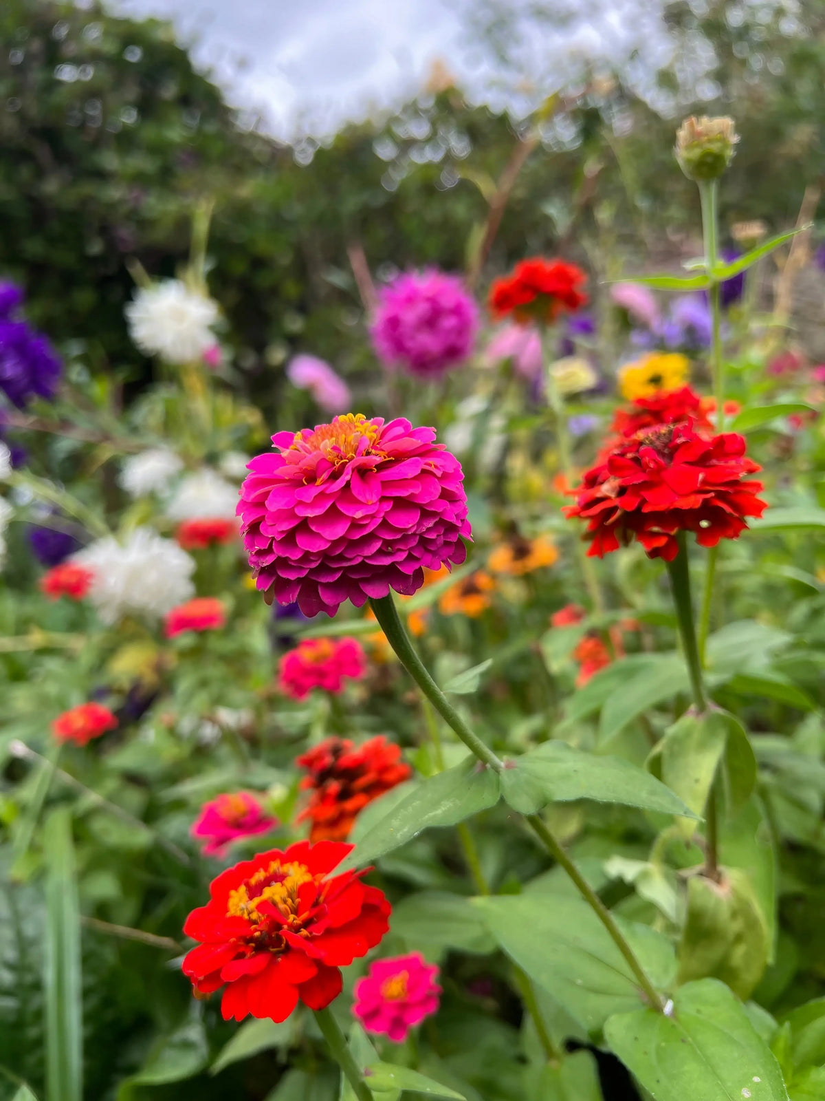 Compact Zinnia Lilliput Mix flowers in pink, red, orange and purple