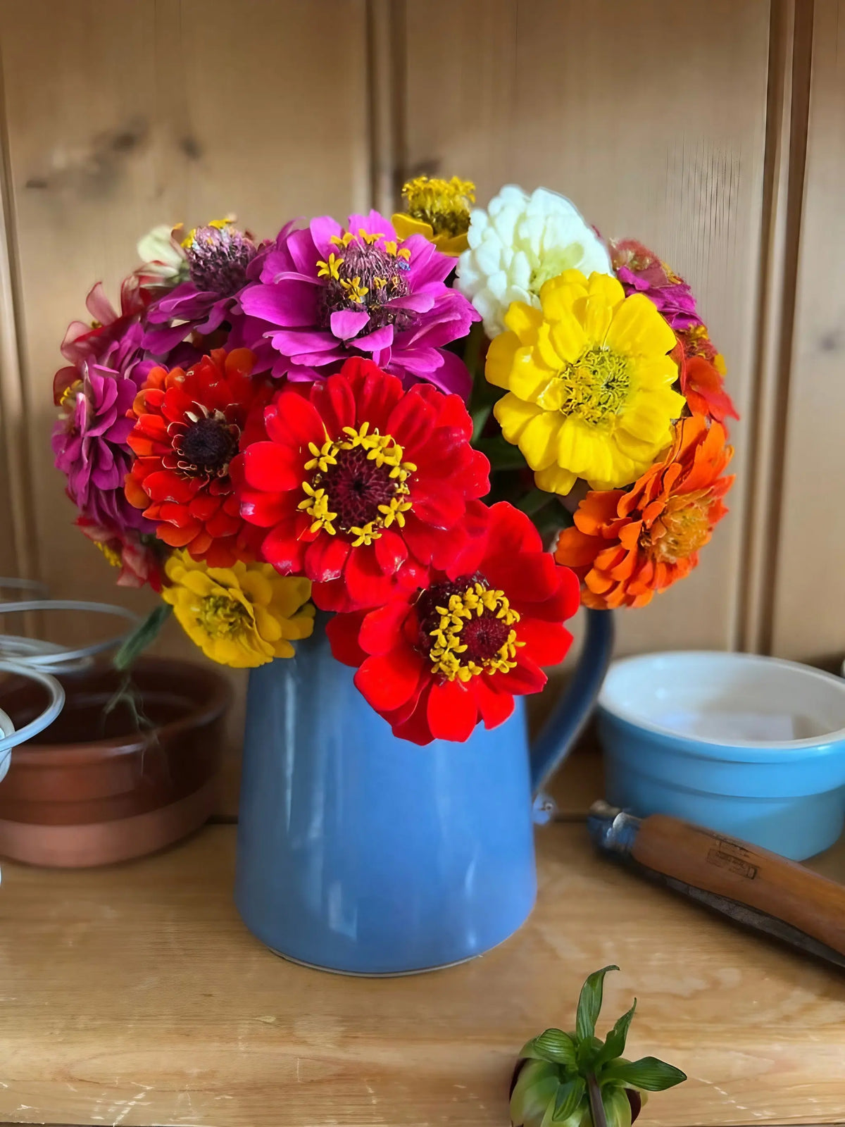 Zinnia Lilliput Mix in a blue jug on a wooden shelf with pots and a bowl