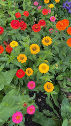 Zinnia Lilliput Mix in red, orange, yellow and pink, some open and some in bud