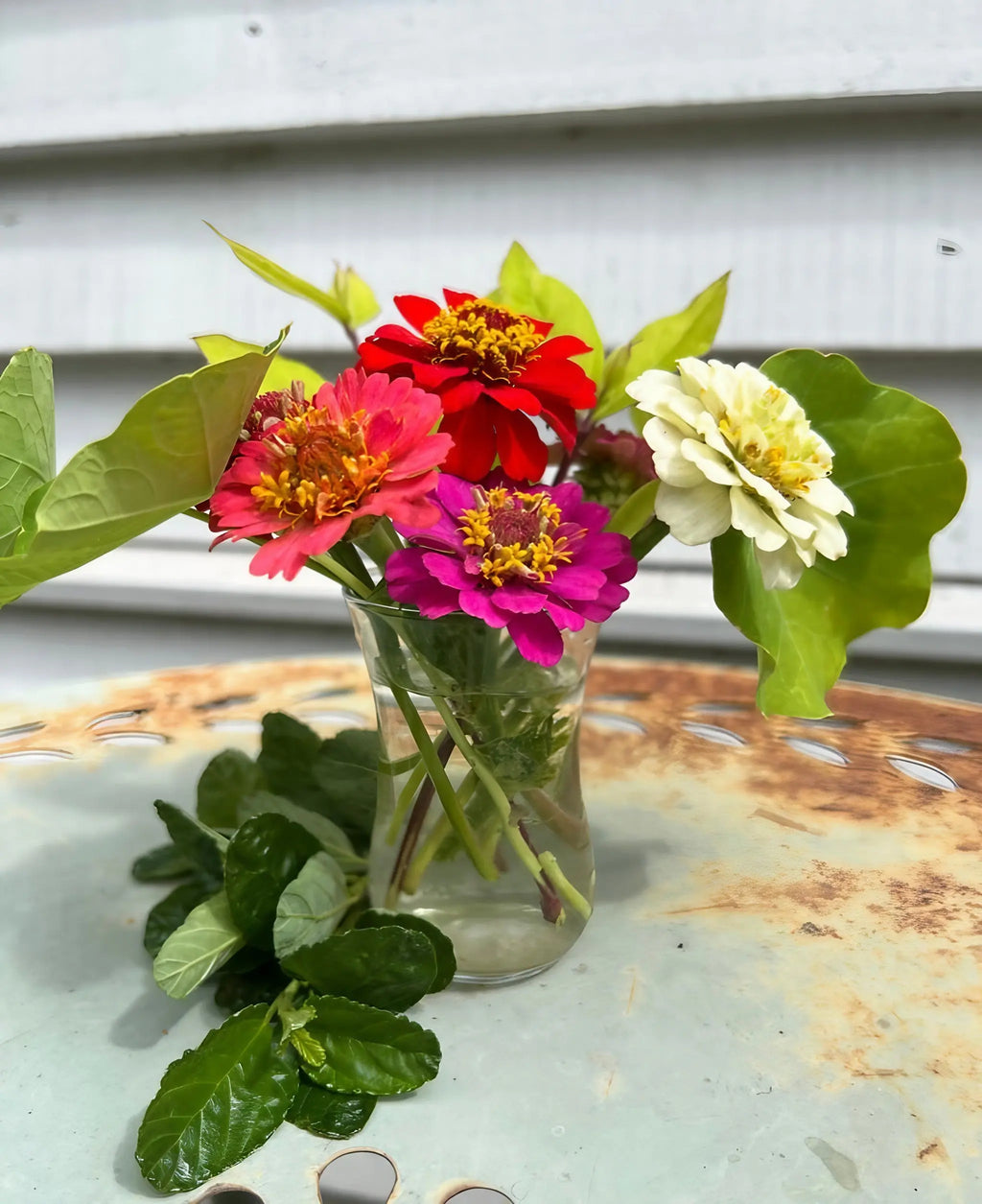 Red, pink and white Zinnia Lilliput Mix in a small glass vase by a white wooden wall