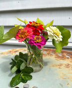 Red, pink and white Zinnia Lilliput Mix in a small glass vase by a white wooden wall