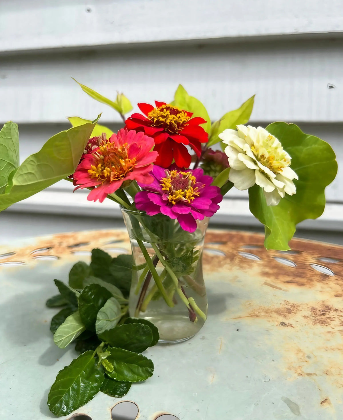 Red, pink and white Zinnia Lilliput Mix in a small glass vase by a white wooden wall