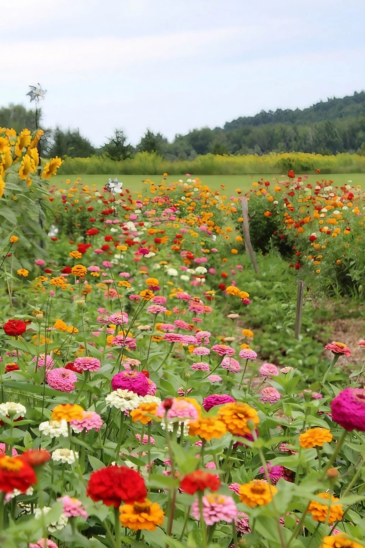Zinnia Lilliput Mix bed beside a green field and distant trees under a light cloudy sky