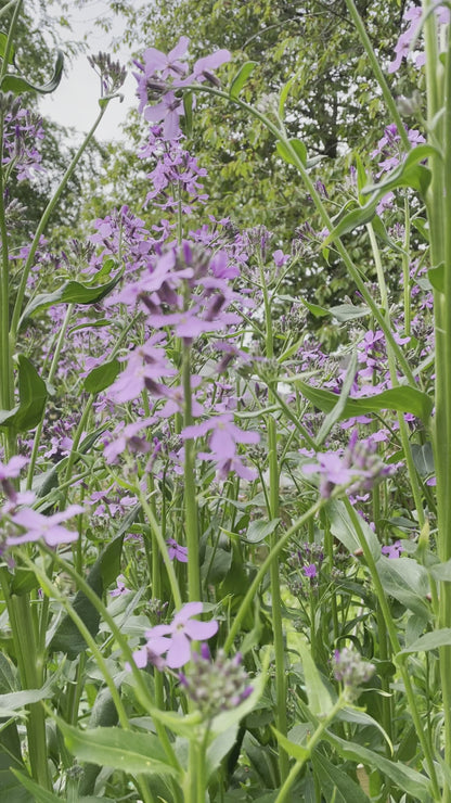 Hesperis matronalis Purple (Sweet Rocket)